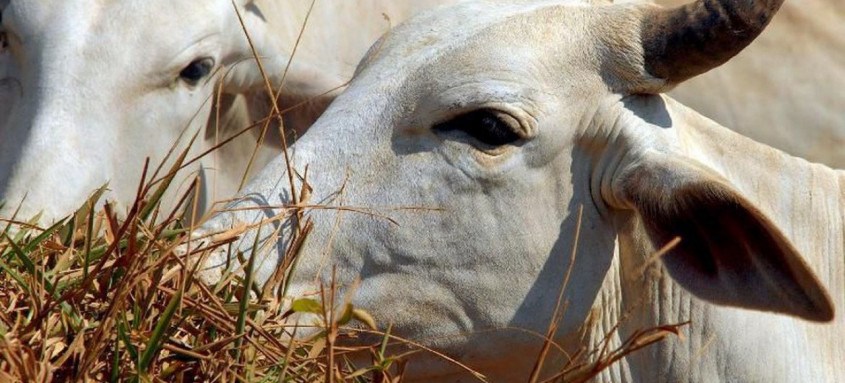 O encontro está sendo organizado pela Secretaria de Estado de Agricultura, Faerj e MAPA
