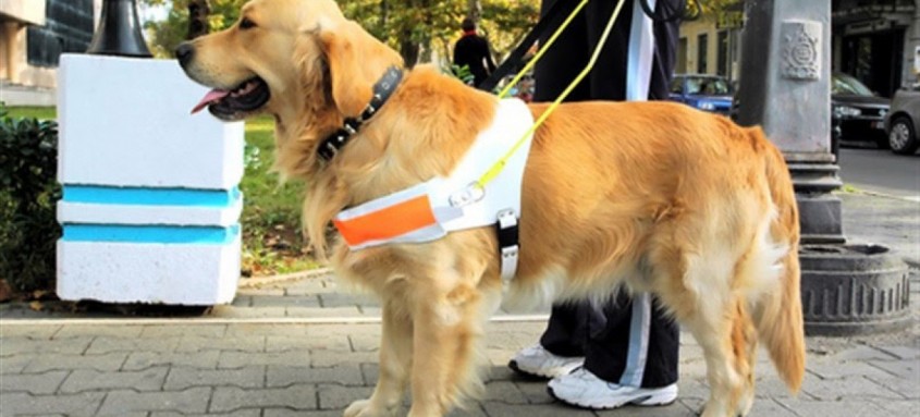 cão terapeuta