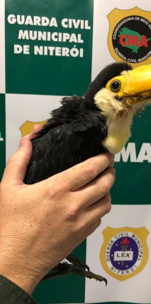 Filhote de tucano é resgatado em Niterói