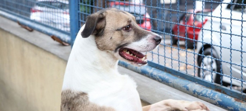 Mudança na rotina pode causar estresse aos pets e tutores; coordenador do curso de Med. Veterinária da Anhanguera dá dicas de como amenizar os problemas - Foto: Nelson Duarte / Prefeitura do Rio Mudança na rotina pode causar estresse aos pets e tutores; coordenador do curso de Med. Veterinária da Anhanguera dá dicas de como amenizar os problemas