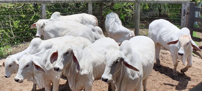 Secretaria de Agricultura disponibilizará um sistema inédito que fará o controle digital da vacinação do rebanho - Foto: Divulgação Secretaria de Agricultura disponibilizará um sistema inédito que fará o controle digital da vacinação do rebanho