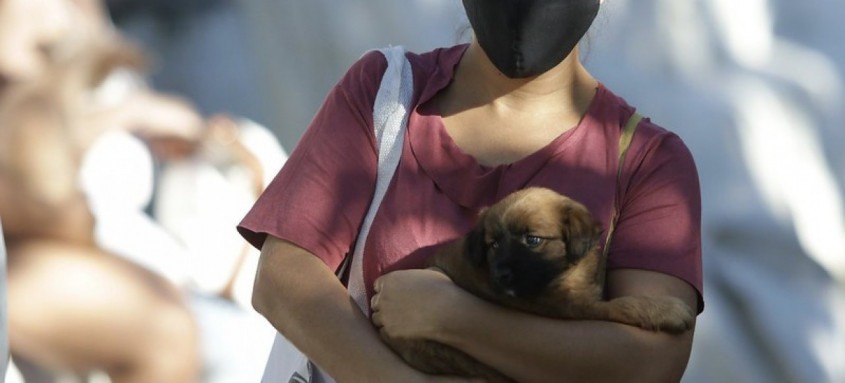 Centro de Proteção Animal Fazenda Modelo faz atendimento clínico é cirúrgico de graça para cães e gatos. - Foto: Hudson Pontes / Divulgação Centro de Proteção Animal Fazenda Modelo faz atendimento clínico é cirúrgico de graça para cães e gatos.