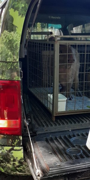 Animal foi encontrado por guardas municipais durante ação de ordenamento urbano - Foto: Divulgação / Guarda Municipal Animal foi encontrado por guardas municipais durante ação de ordenamento urbano