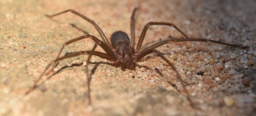 Aranha Loxosceles é a espécie que causa acidentes mais graves em adultos no Sul e no Sudeste do país. Veneno pode provocar intensa reação inflamatória com necrose