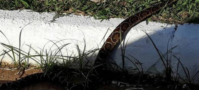 Aumento da temperatura é a principal causa do surgimento de serpentes na cidade