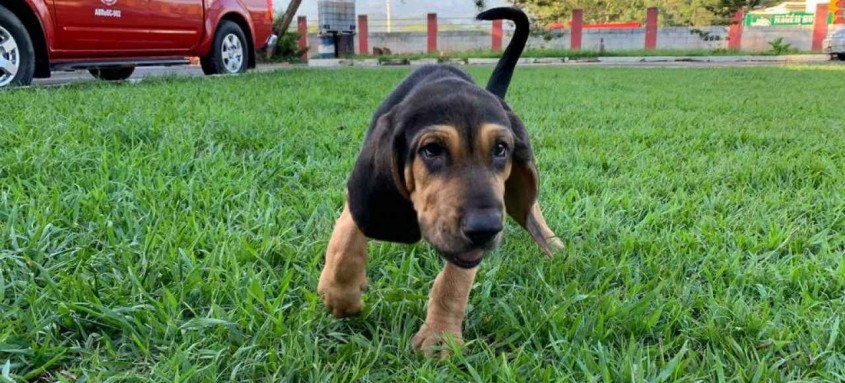 Cão da raça Bloodhound é novo reforço para as atividades da corporação