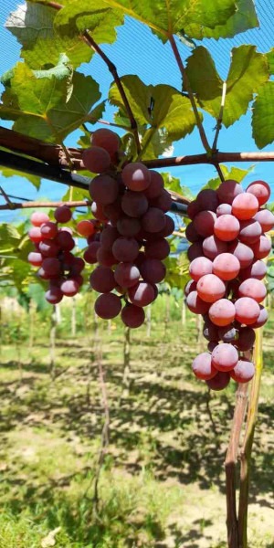 Com a chegada das festas de fim de ano a busca pela fruta aumenta em todo o estado