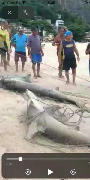 Tubarão martelo Itaipu