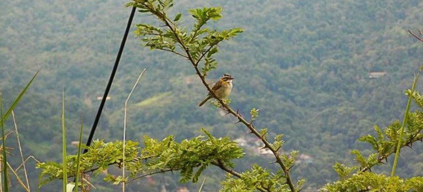 Projeto recuperou e reconectou áreas de Mata Atlântica
