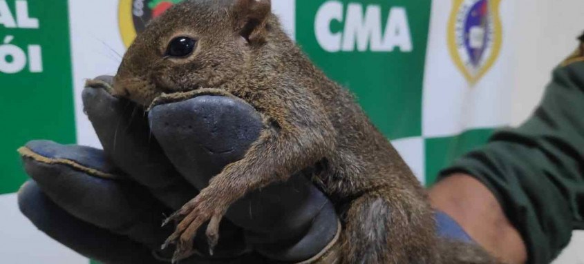 Um filhote de esquilo e um pica-pau foram resgatados por guardas ambientais da Coordenadoria de Meio Ambiente da Guarda Municipal de Niterói 