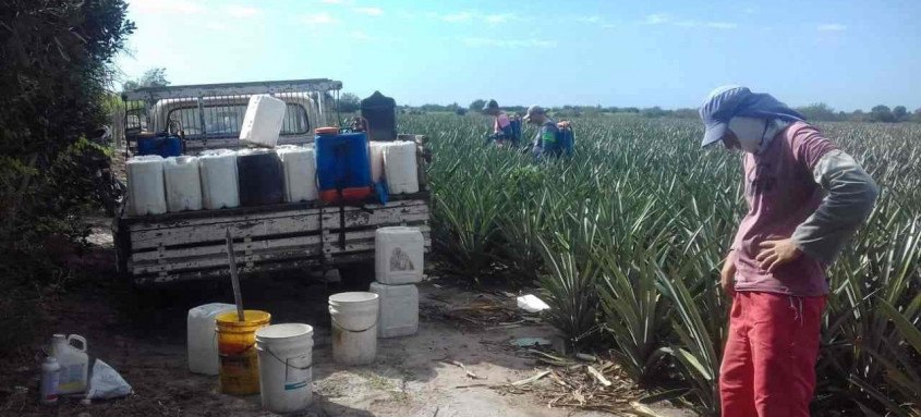 Sistema desenvolvido pela Secretaria de Agricultura faz monitoramento on-line dos produtos - Foto: Divulgação SEAPPA Sistema desenvolvido pela Secretaria de Agricultura faz monitoramento on-line dos produtos
