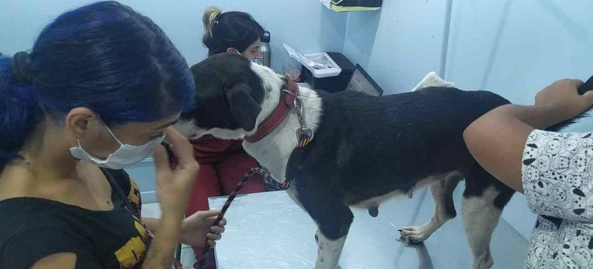 A Polícia esteve no local conversando com os moradores a cadela Nega foi baleada mas se recupera bem - Foto: Divulgação A Polícia esteve no local conversando com os moradores a cadela Nega foi baleada mas se recupera bem