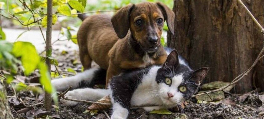 São oferecidas 766 castrações para cadelas, 874 para cães, 1.198 para gatas e 2.296 gatos