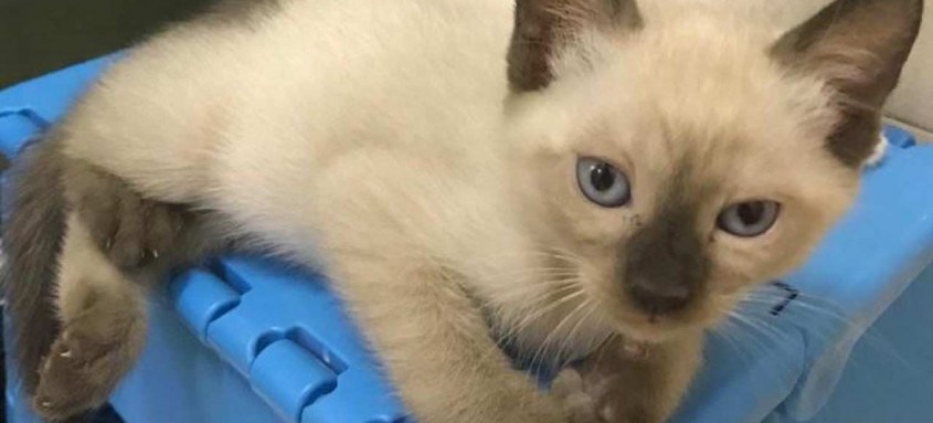Animais resgaados pelos Anjos de 4 Patas são colocados para adoção - Foto: Divulgação/Anjos de 4 patas Animais resgaados pelos Anjos de 4 Patas são colocados para adoção