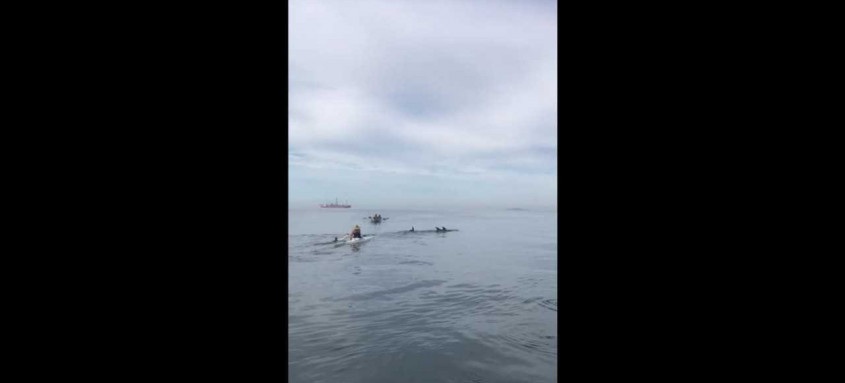 golfinhos em itaipu