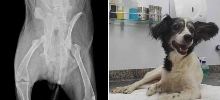 Os voluntários agora buscam doações para fazer uma cirurgia de retirada do tumor e a castração. - Foto: Newa Carvalho Os voluntários agora buscam doações para fazer uma cirurgia de retirada do tumor e a castração.