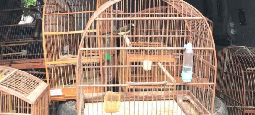 Animais foram levados para o Centro de Triagens do Ibama