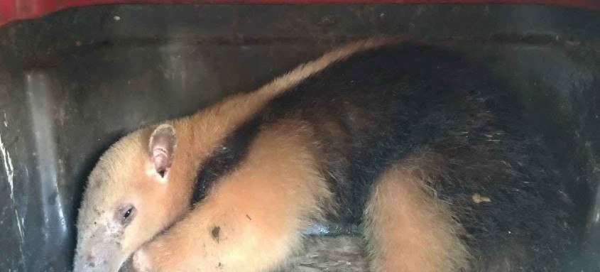 Guardas Municipais fizeram o resgate ontem e o animal passou a noite sob cuidados de veterinários - Foto: Divulgação Guardas Municipais fizeram o resgate ontem e o animal passou a noite sob cuidados de veterinários