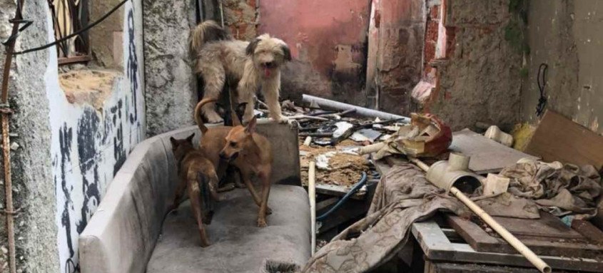 Os protetores contaram com ajuda da Subsecretaria Estadual de Proteção Animal