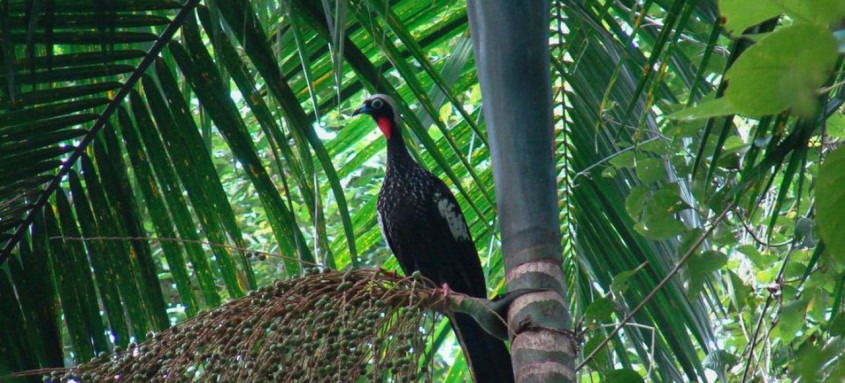 As regiões Sul e Sudeste concentram grande parte da produção florestal do país - Foto: Fundação Florestal/Governo de SP As regiões Sul e Sudeste concentram grande parte da produção florestal do país