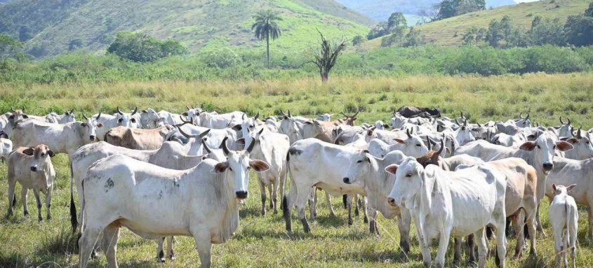 Nesta primeira etapa serão imunizados bovinos e bubalinos de todas as idades