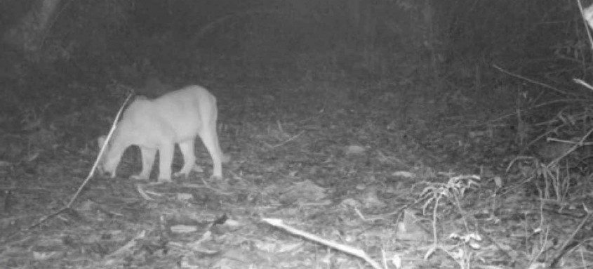 Espécie, vista em Petrópolis, está ameaçada pelo avanço da ação humana no habitat onde vive - Foto: Reprodução Espécie, vista em Petrópolis, está ameaçada pelo avanço da ação humana no habitat onde vive