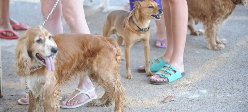 Carnivac-Cov gera anticorpos em cães, gatos, raposas e visons
- Foto: Fabio Rodrigues Pozzebom/Agência Brasil Carnivac-Cov gera anticorpos em cães, gatos, raposas e visons