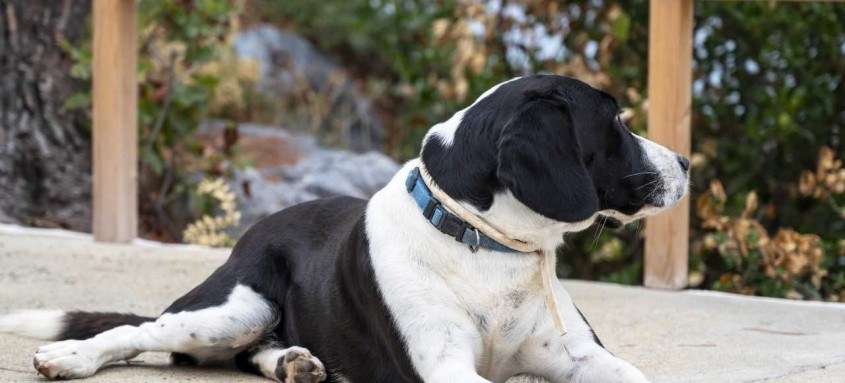 Lei de autoria do vereador Dr. Marcos Paulo foi sancionada nesta terça-feira (4/05) e tem o objetivo de auxiliar a criação de políticas públicas voltadas para a proteção animal