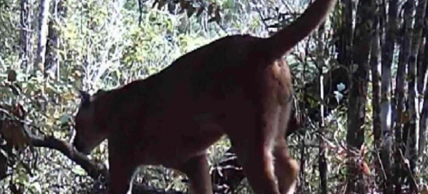 O animal foi flagrado por câmeras do Parque Estadual do Desengano