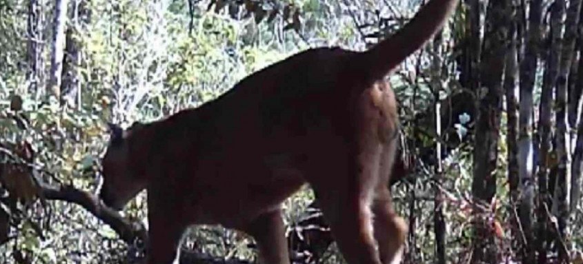 O animal foi flagrado por câmeras do Parque Estadual do Desengano