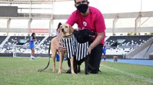 Os animais entraram em campo acompanhados das jogadoras de futebol feminino na partida entre Botafogo e São José Demostenes Ramos