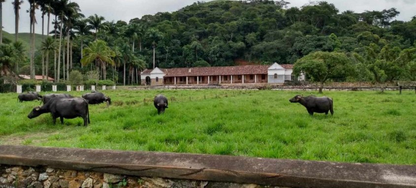 Fazenda Aliança, em Barra do Piraí, produz leite de búfala e seus derivados no Vale do Café fluminense - Foto: Divulgação/Fazenda Aliança Fazenda Aliança, em Barra do Piraí, produz leite de búfala e seus derivados no Vale do Café fluminense