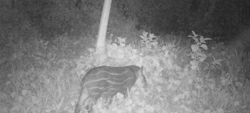 O novo morador da Regua é filhote da Flora e do Júpiter, antas reintroduzidas na natureza em 2018, vindas do Parque Ecológico Klabin, no Paraná - Foto: Reprodução O novo morador da Regua é filhote da Flora e do Júpiter, antas reintroduzidas na natureza em 2018, vindas do Parque Ecológico Klabin, no Paraná