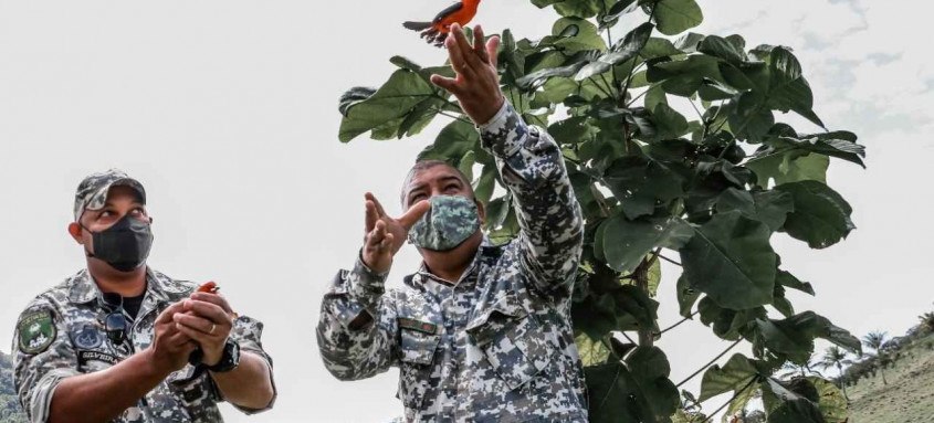 Pássaros foram retirados das gaiolas e reintroduzidos em uma área de preservação ambiental - Foto: Divulgação / Prefeitura de Itaboraí Pássaros foram retirados das gaiolas e reintroduzidos em uma área de preservação ambiental