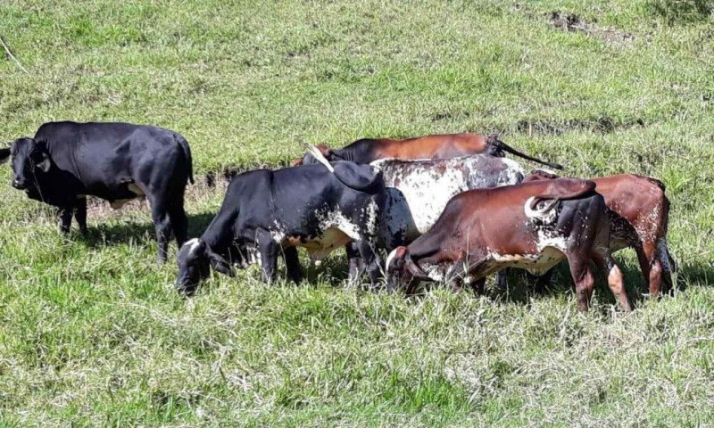 Secretaria Estadual de Agricultura