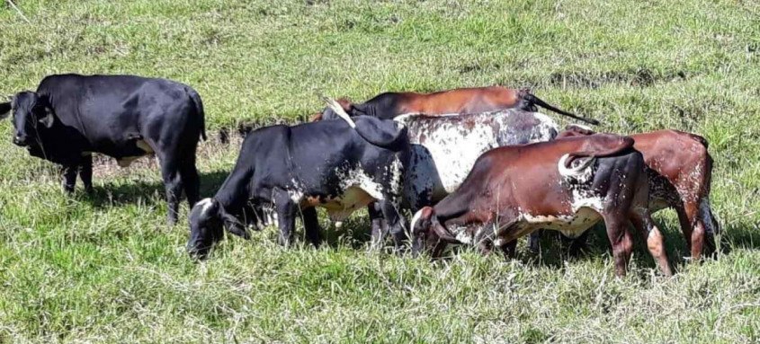 A primeira etapa da campanha registra o índice de 92,30% do rebanho vacinado em 2021 - Foto: Secretaria Estadual de Agricultura A primeira etapa da campanha registra o índice de 92,30% do rebanho vacinado em 2021