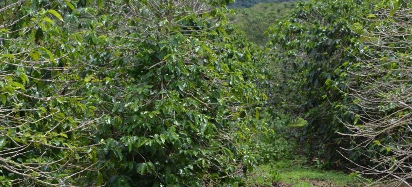Liberação está condicionada à comprovação da exploração da atividade agrícola ou pecuária - Foto: EmaterRJ Liberação está condicionada à comprovação da exploração da atividade agrícola ou pecuária