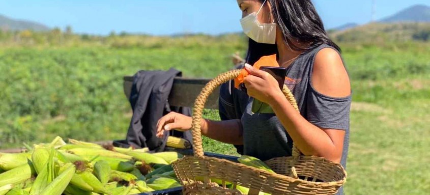 Colheita de milho em Maricá