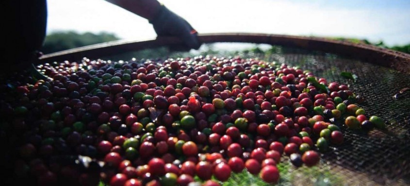 A previsão é da Associação Brasileira da Indústria de Café (Abic)
