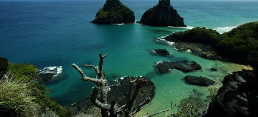 Quatro da espécie, invasora e venenosa, foram capturados no Brasil
