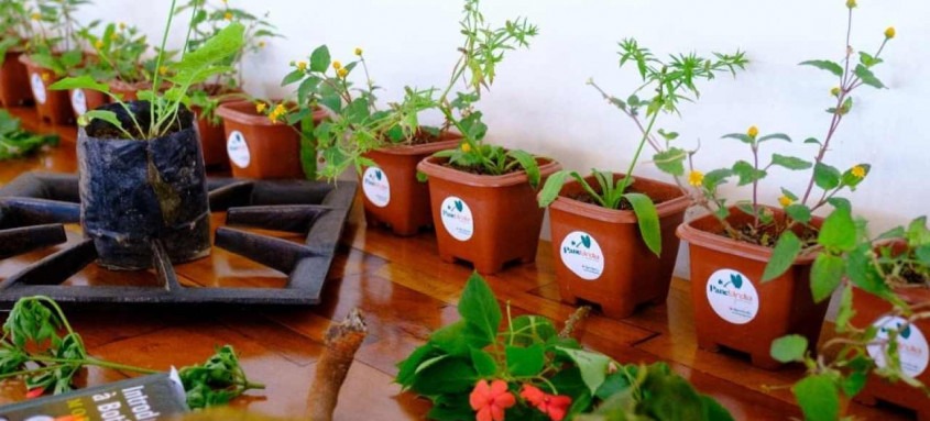 Prefeitura de Mangaratiba realiza curso sobre Plantas Alimentícias não Convencionais (Pancs)
- Foto: Renan Vasconcelos/Divulgação Prefeitura de Mangaratiba realiza curso sobre Plantas Alimentícias não Convencionais (Pancs)