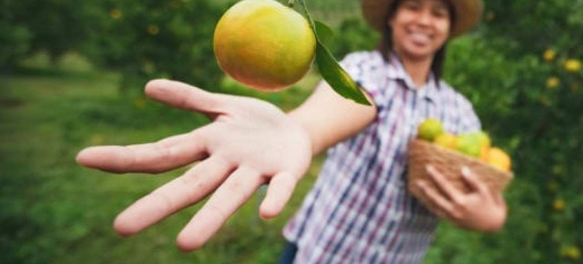 Agricultores de Cabo Frio já estão fornecendo alimentos para a rede municipal