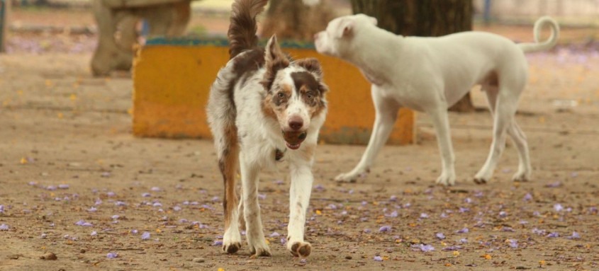 Animais domésticos têm troca de olhares mais intensa com os donos
- Foto: Rovena Rosa/Agência Brasil Animais domésticos têm troca de olhares mais intensa com os donos