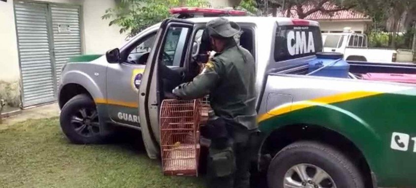 As aves foram levas para o Centros de Triagem de Animais Silvestres (Cetas)