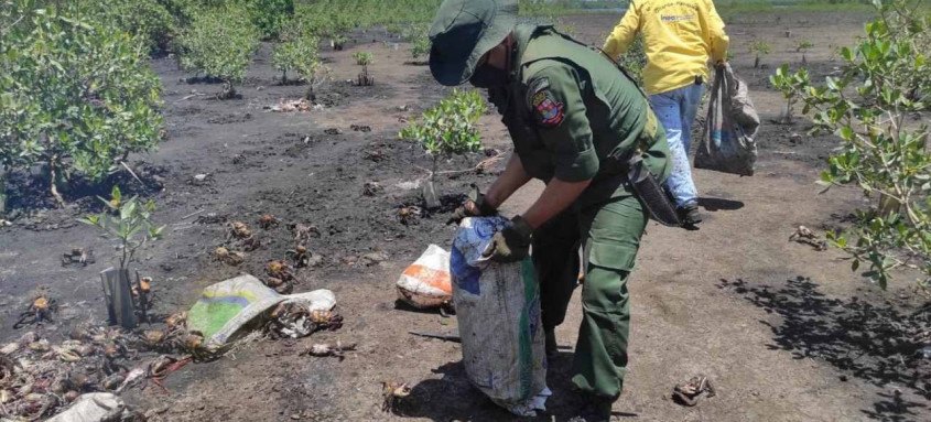 Segundo os agentes foi a maior apreensão já feita na cidade. O período de defeso, quando é proibido catar e comercializar a espécie, começou no dia 1º de outubro
- Foto: Divulgação Segundo os agentes foi a maior apreensão já feita na cidade. O período de defeso, quando é proibido catar e comercializar a espécie, começou no dia 1º de outubro
