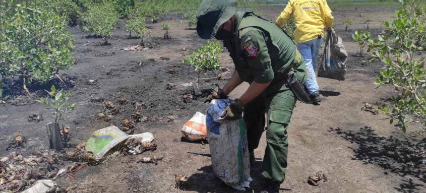 Segundo os agentes  foi a maior apreensão já feita na cidade. O período de defeso, quando é proibido catar e comercializar a espécie,  começou no dia 1º de outubro

