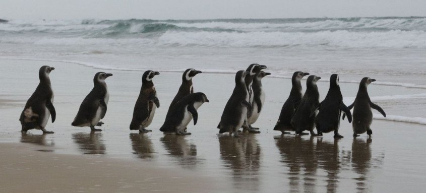 Ibama registrou até o momento 6.747 Pinguins de Magalhães
