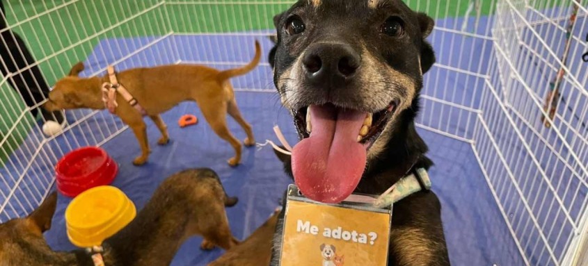 A ação de incentivo a adoção de animais acontece em parceria com a Secretaria Municipal de Proteção e Defesa dos Animais (SMPDA) - Foto: Divulgação
A ação de incentivo a adoção de animais acontece em parceria com a Secretaria Municipal de Proteção e Defesa dos Animais (SMPDA)