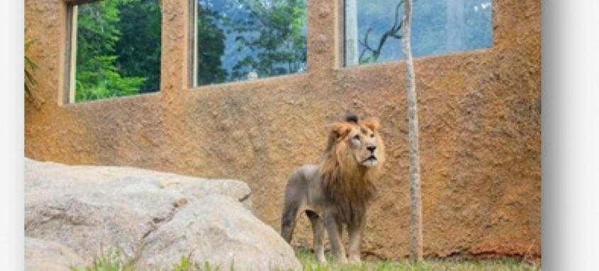 Iniciativa que acontece nesta quinta-feira faz parte do programa adotado pela equipe onde oferece um novo conceito de bem-estar ao animais