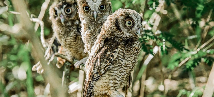 Soltura foi realizada por agentes do Grupamento Especial de Proteção Ambiental (GEPAM) da Guarda Municipal
